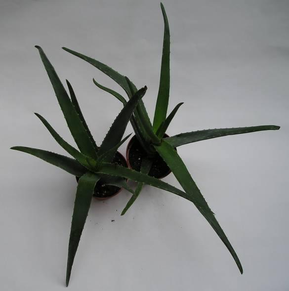 Foto: Aloe vera-Z vlastn� sb�rky