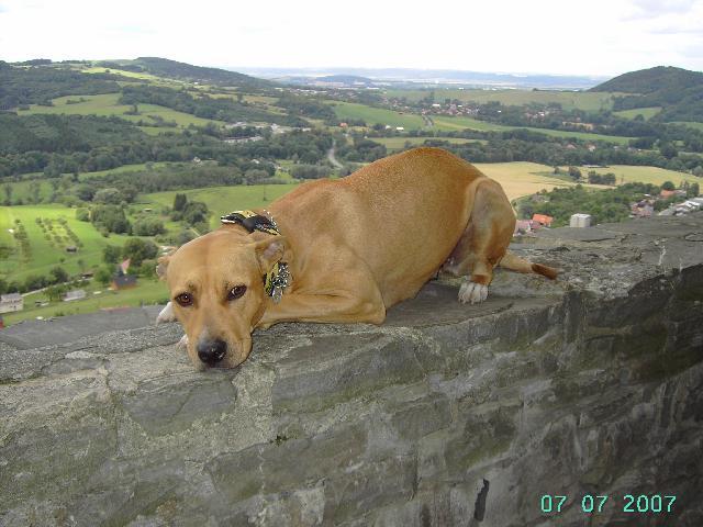 Fotky: Americk� pitbull teri�r (foto, obrazky)