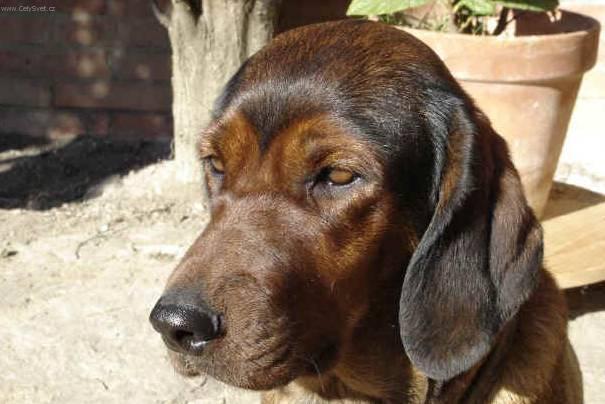 Fotky: Alpsk� jezev��kovit� brak�� (foto, obrazky)