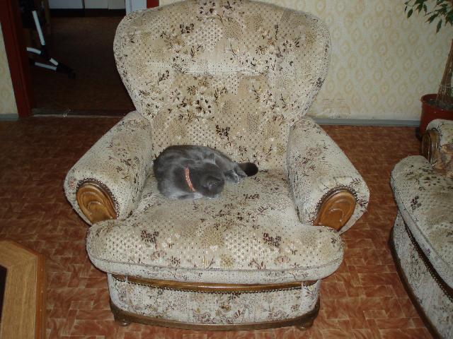 Fotky: Britsk� kr�tkosrst� ko�ka (colourpoint) (foto, obrazky)