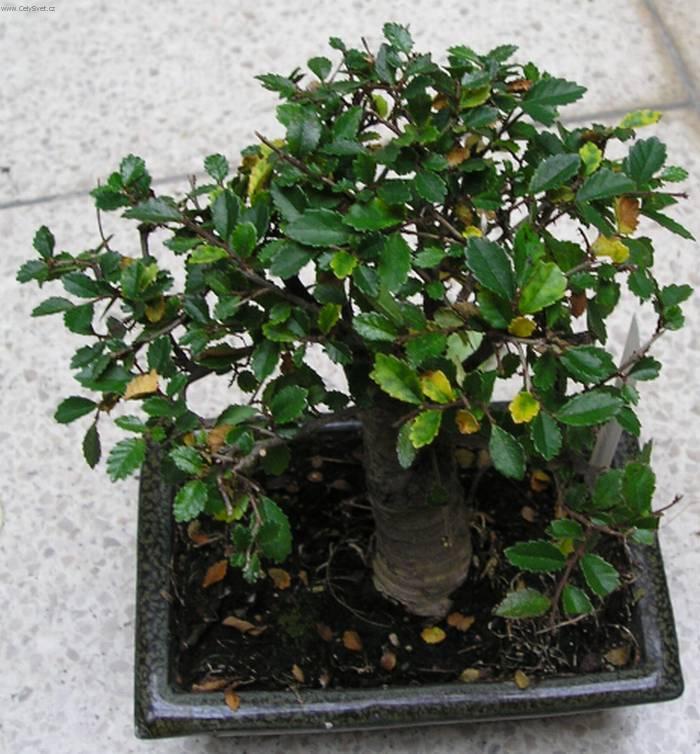 Fotky: Buxus harlandii, buxus microphylla sinica, Zimostr�z (foto, obrazky)