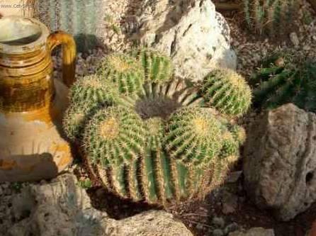 Foto: Echinokaktus Gruzona