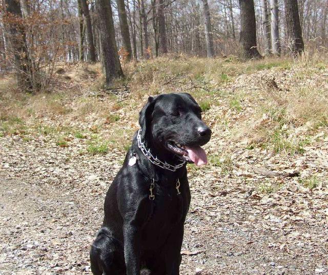 Fotky: Labradorsk� retr�vr (foto, obrazky)