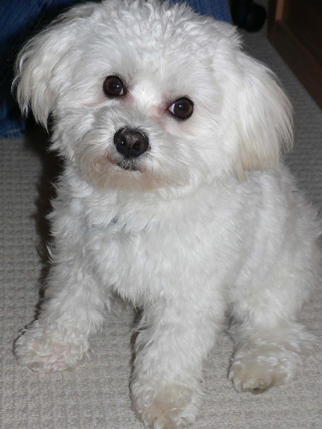 Fotky: Malt�z��ek, Malt�zsk� ps�k (foto, obrazky)