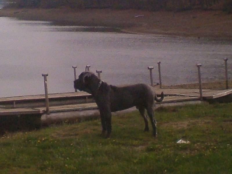 Foto: Neapolsk� mastin-Pes Princ. Chovatelka: Renata