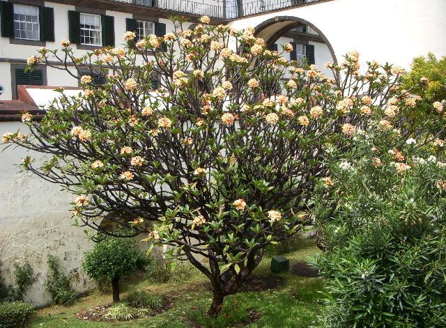 Fotky: Plum�rie (foto, obrazky)