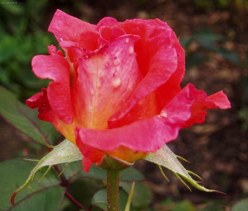 Fotky: R��e (foto, obrazky)