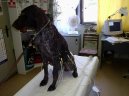 Koky: Veterinrn poradna > Kardiologie (Veterinrn zkroky)