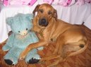 Rhodéský ridgeback, Rhodézský ridgeback