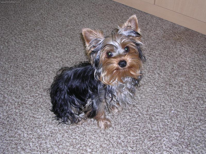 Foto: Fil�pek-Mazl�k