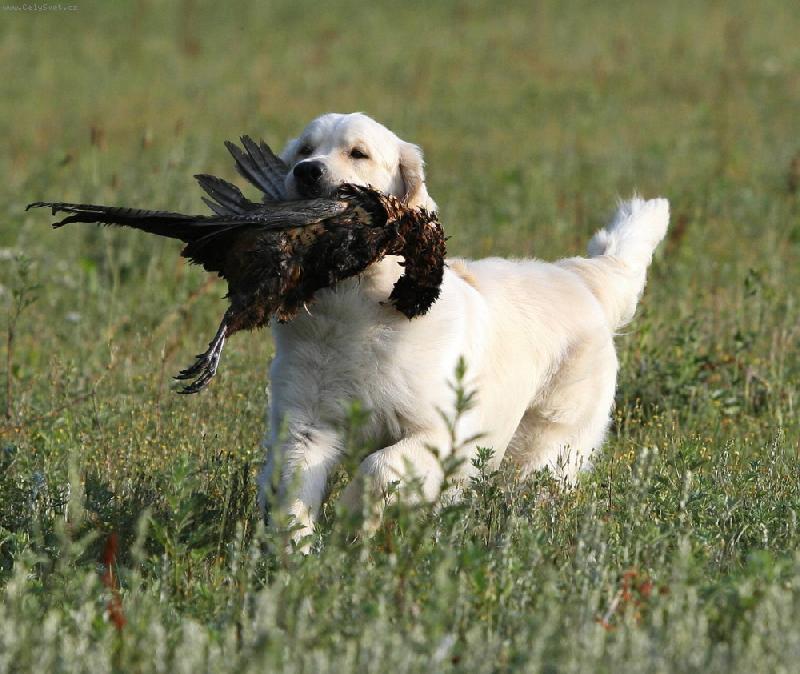 Foto: Golden Retriever Watterloo Misantos-Aport