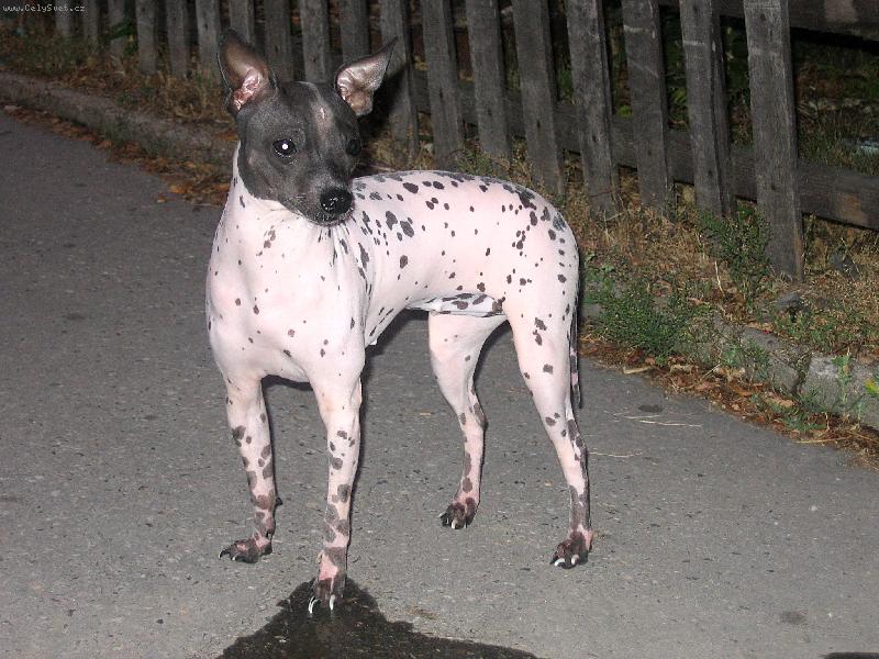 Foto: Ali-Ali na proch�zce