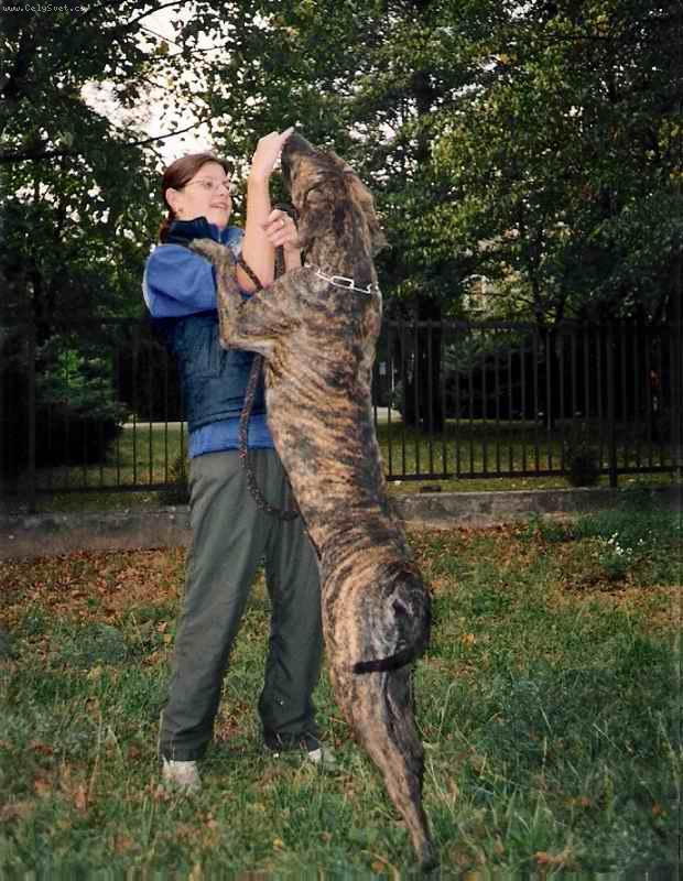 Foto: Baja O�echovsk� sk�la-chovatelsk� stanice From Vampires Blood