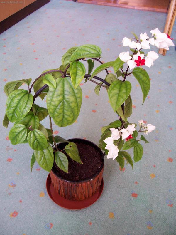 Foto: Blahoke� ,klerodendrum-Kyti�ka pro poteseni oka