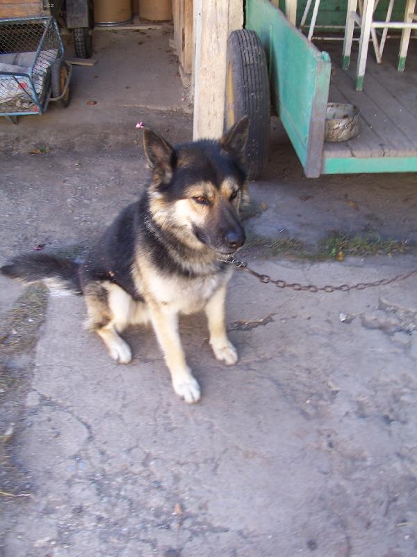 Foto: rex-tak to je u n�s na dvorku musim bejt p�iv�zanej proto�e p�ijel ciz� pejsek