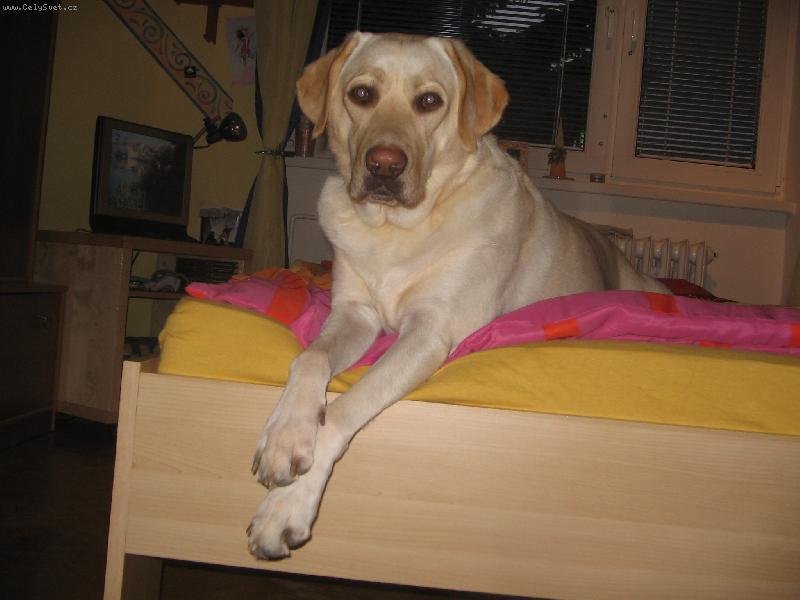 Foto: Megie...-to se to le�� v moj� posteli, i kdy� Megie si mysl�, �e je to jej� pelech