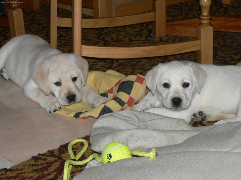 Foto: Facia a Murhpy-Z chovn� stanice Zlat� de�� jsme si vzali rovnou dva mazl��ky. Hol�i�ku Facii a chlap�ka Marphyho.