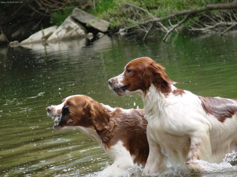 Foto: aport-WSS IRWS