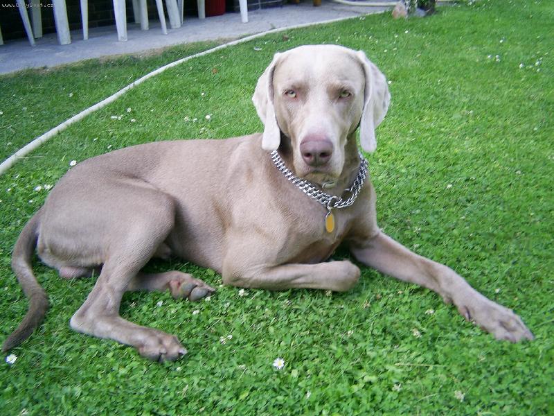 Foto: Spike-Spike