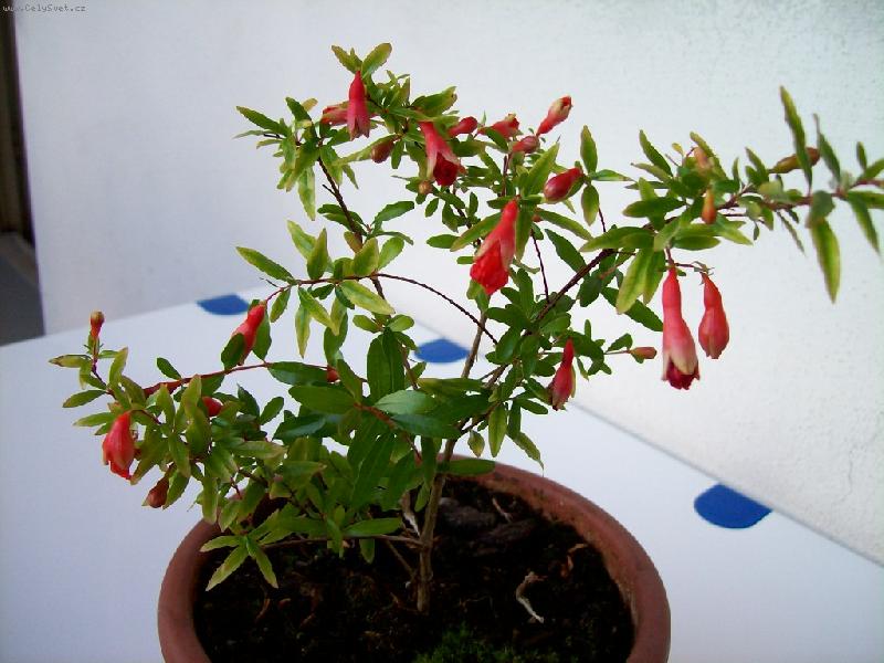 Foto: gran�tovn�k-kv�t