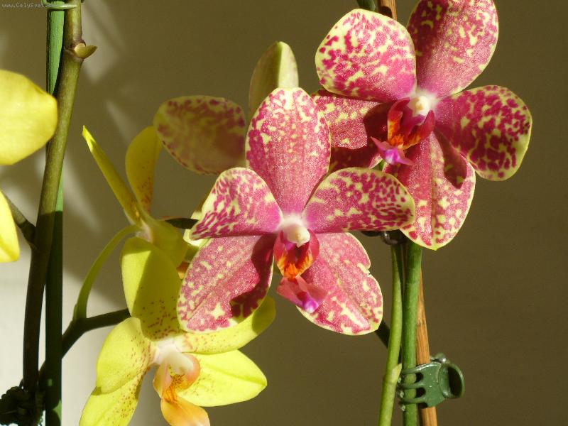 Foto: phalaenopsis