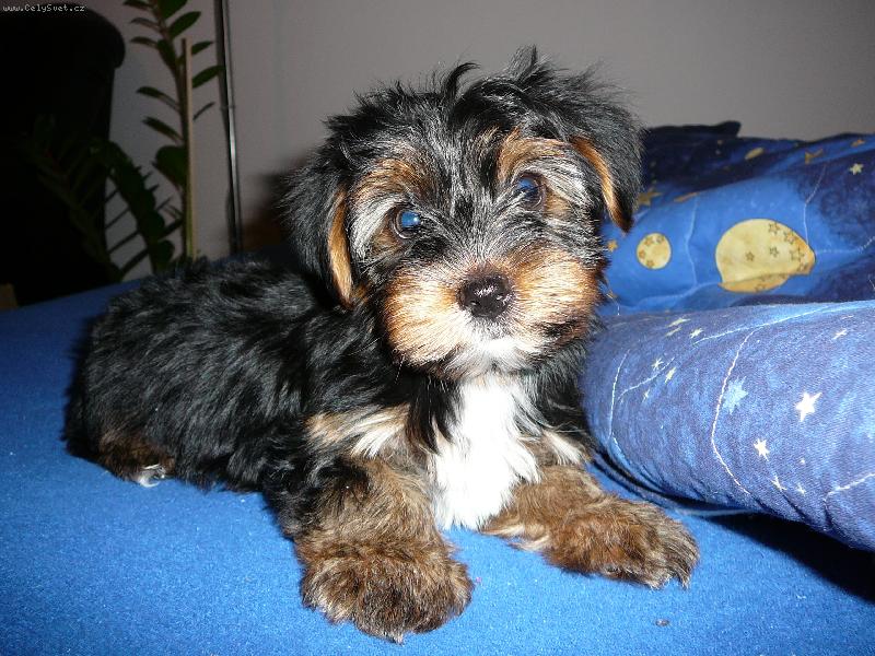 Foto: Max�k-Na fotce m� 9 t�dn�