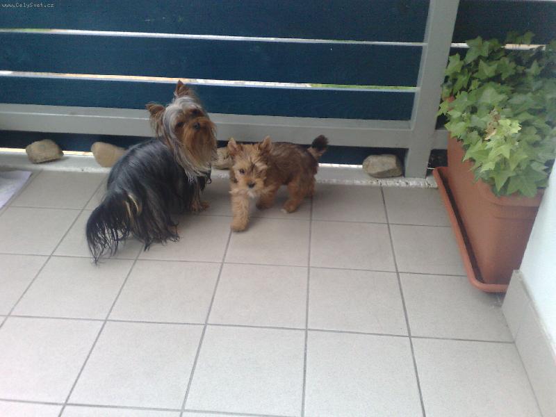 Foto: M�j mil��ek M�a a nov��ek Nikitka-zlat� jork...