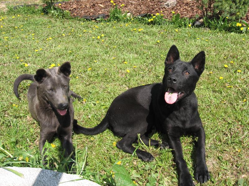 Foto: www.thailandridgeback.cz