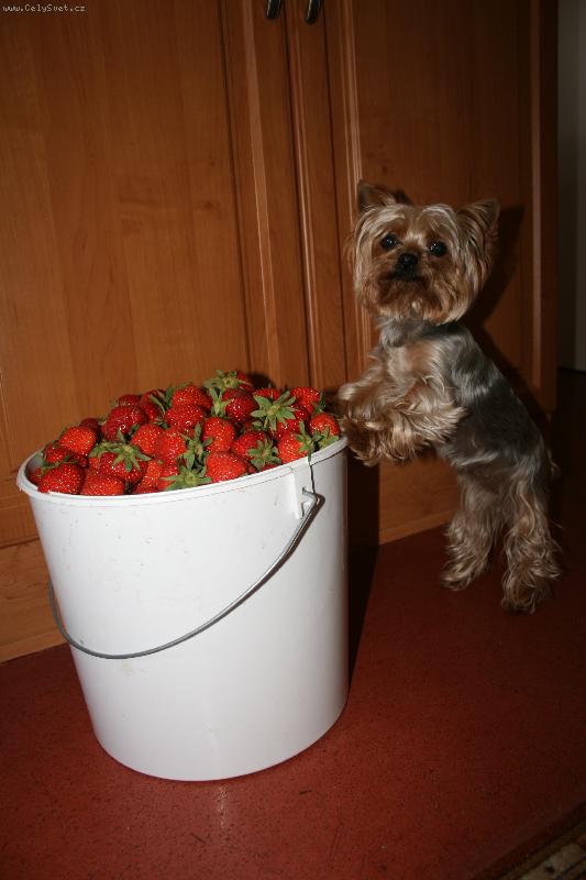 Foto: Adu�a a jahody