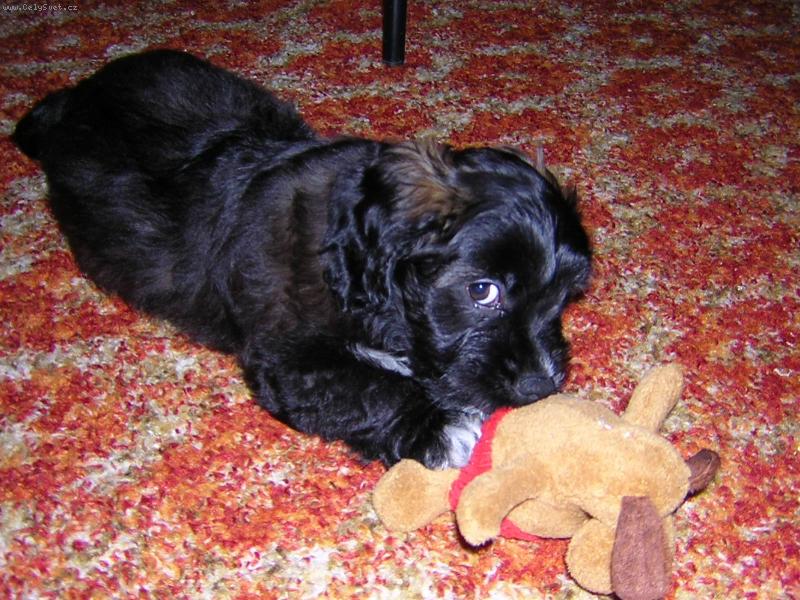 Foto: Je�t� �t���tko-k��enec kokra a jezev��ka