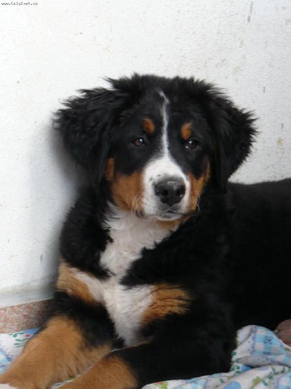 Foto: Bella-3 m�s�ce