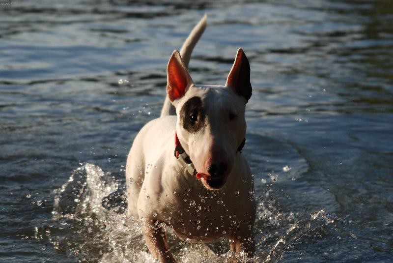 Foto: Garfi-Garfi v Dunaji