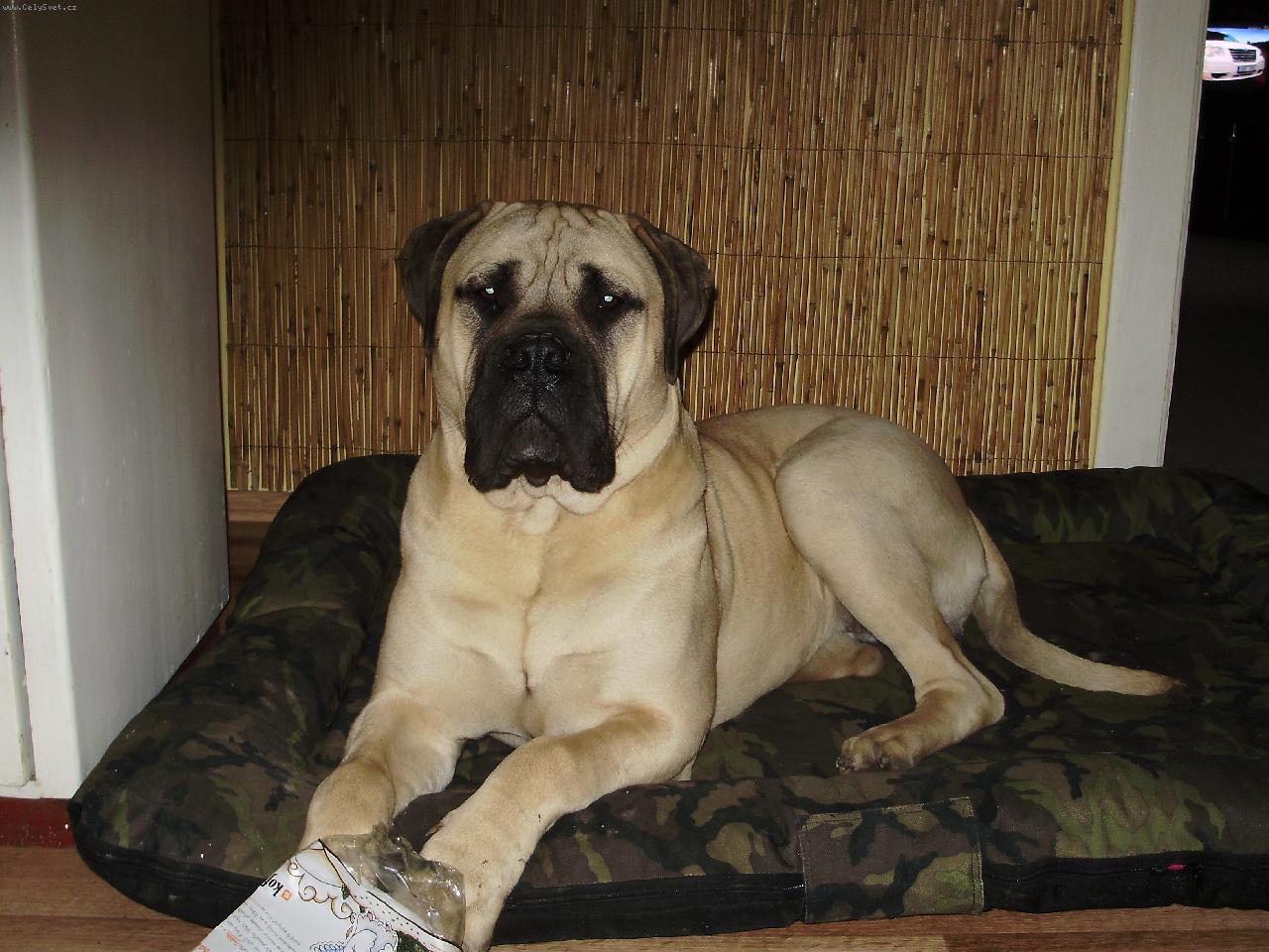 Foto: Gordon Nad�je ze Zvole a jeho nov� pel�ek