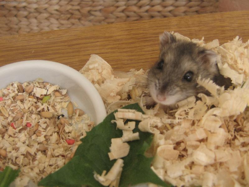 Foto: K�e�ek Fifinka