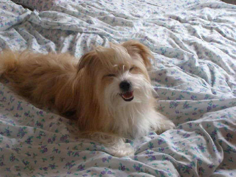 Foto: ��nsk� pes!!!!!:)