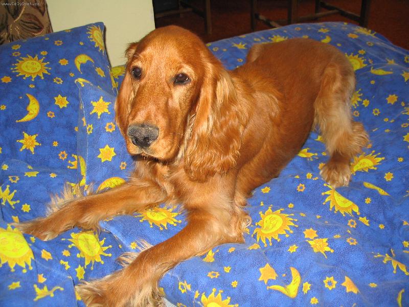 Foto: Kok��k-To m�m ale post�lku :-)