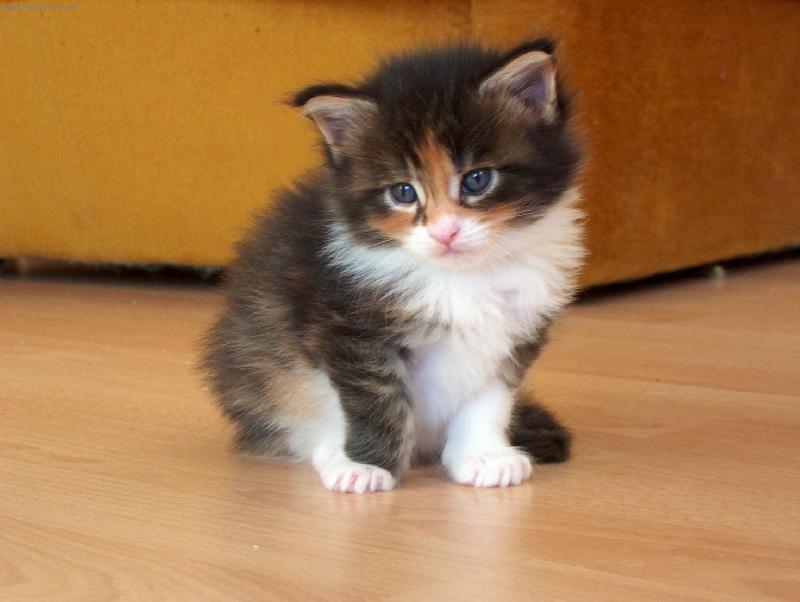 Foto: Kot�