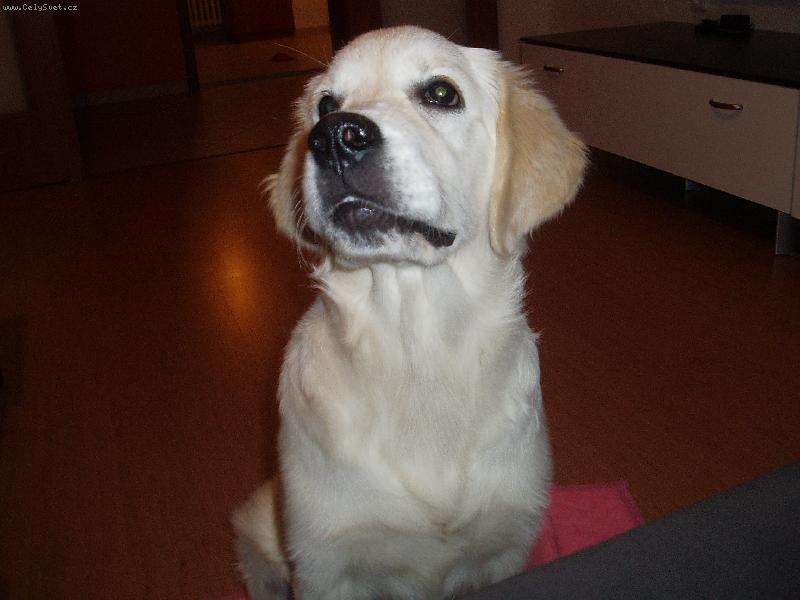 Foto: modelka