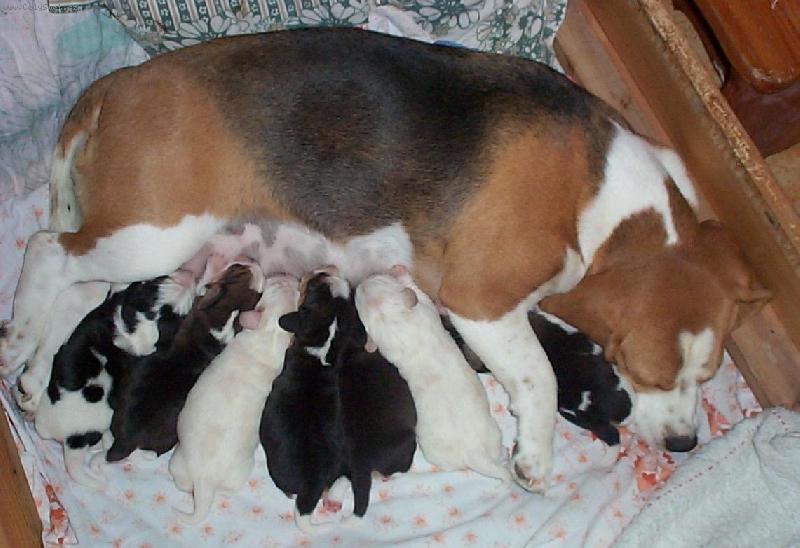 Foto: Kr�sa ps�ho �ivota