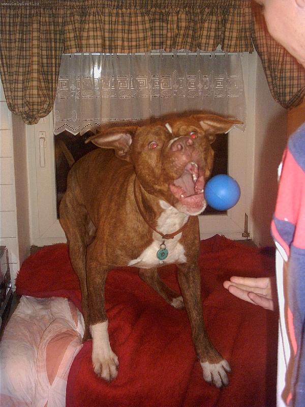 Foto: Lump�k-Lump�k dostal na V�noce m��ek:)