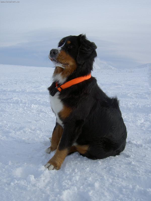 Foto: Ambra-Ambra v zim� (za sebou m� sn�ku) =D