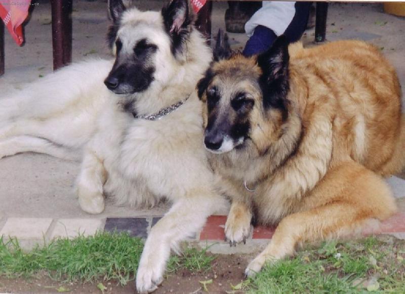 Foto: Belgick� ov��k-Tervueren a B�l� Gris-M�ma s dcerou