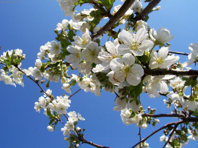 Foto: Kvetouc� vi�e�