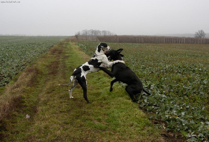 Foto: Dv� dogy p�i h�e-Chieeta a Bastien