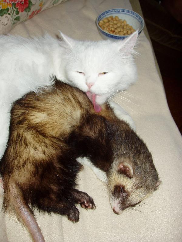 Foto: Ve�ern� hygiena je d�le�it�!-Ko�i�ka Eli�ka a fre���ek Dav�dek.