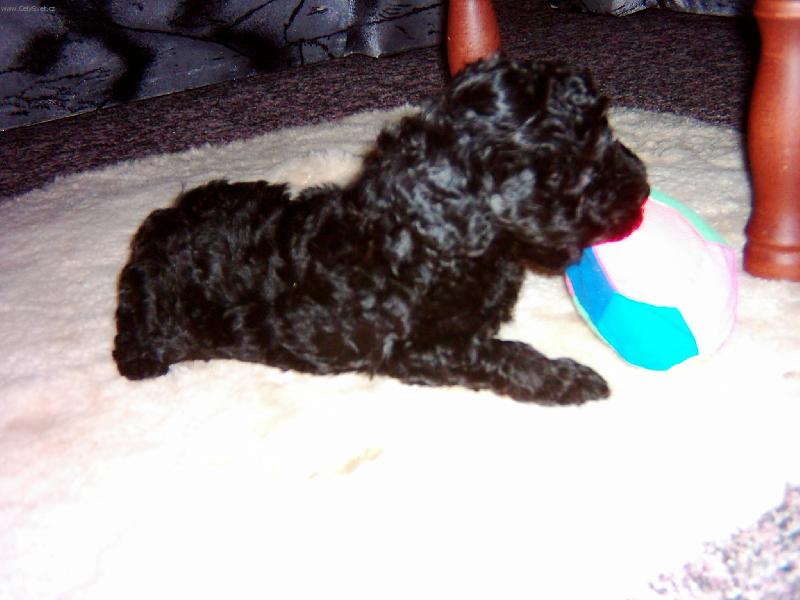 Foto: to sem byl jest� malej kluk nosil jsem p�ro ��p a luk ted u� m� fory nebav� myslim na feny toulav���