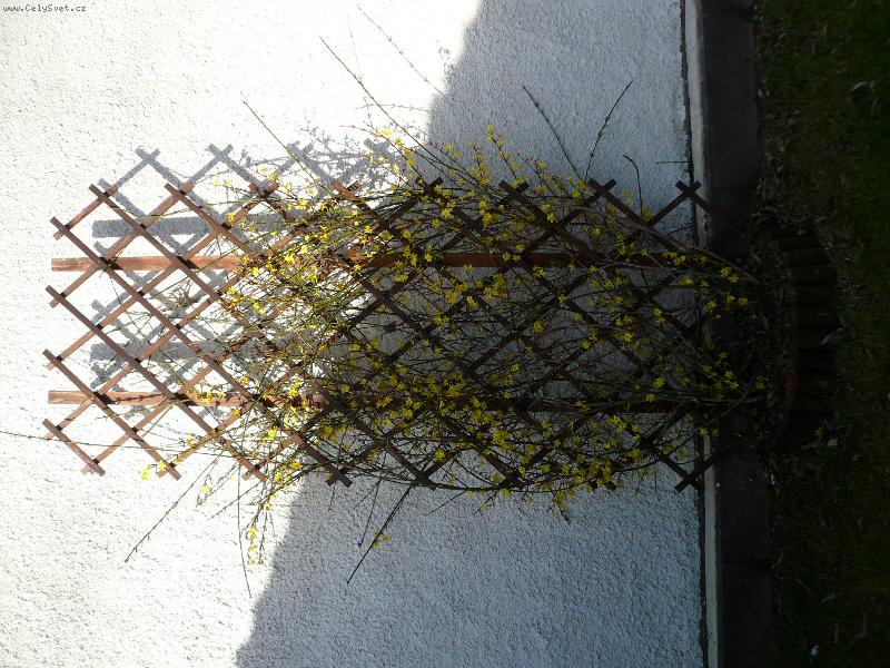 Foto: Jasm�n v prosinci-U� V�m n�kdy takhle kr���sn� vykvetl jasm�n v prosinci??Kvete je�t� po��d.