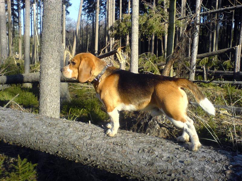 Foto: Eda-to je ale spou��, kde j� m�m te� hledat toho zaj�ce