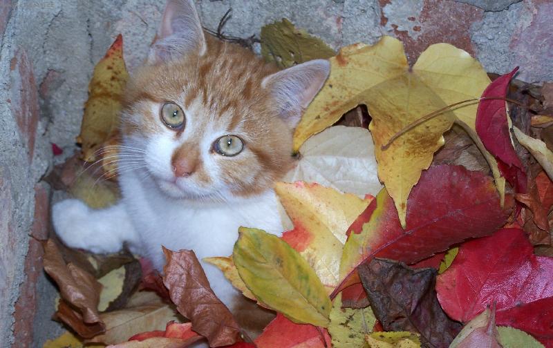 Foto: mnourison pr�zkumn�k-kocour pod list�m