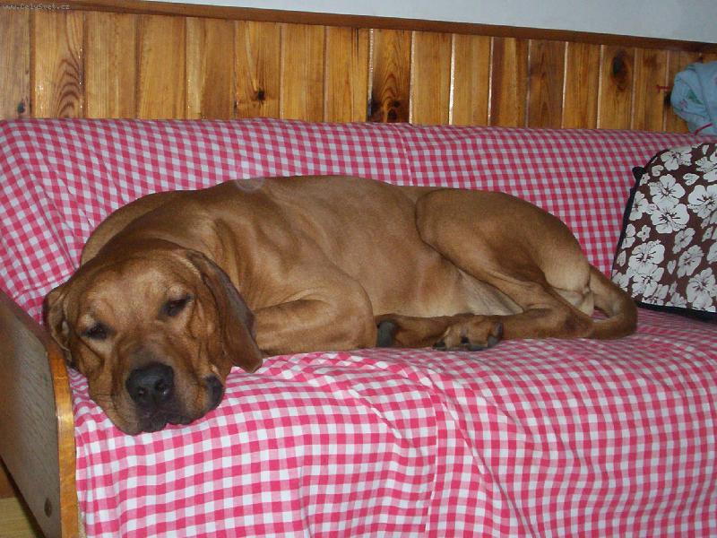 Foto: v�ude dob�e, doma nejl�pe!!!-sp�c� \"mu�\"